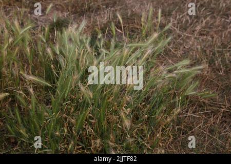 Orge de mur ou orge de souris (Hordeum murinum) Nonsuch Park Surrey Angleterre Banque D'Images