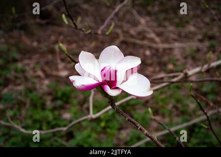 Une fleur de magnolia rose en fleurs sur une branche d'arbre sur un fond flou Banque D'Images