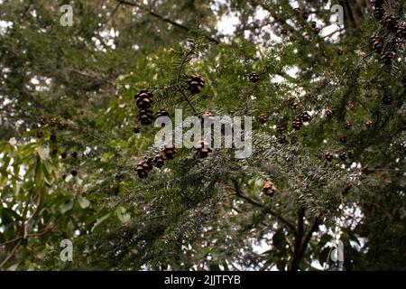 Un bouquet d'acornes sur les branches des arbres sur un arrière-plan flou Banque D'Images