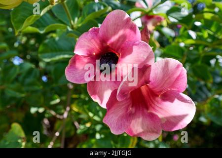 Un gros plan d'allamandas roses fleuris dans le jardin Banque D'Images