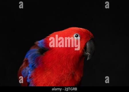 Photo à faible profondeur de champ d'un eclectus perroquet rouge et bleu captif (Eclectus roratus) regardant la caméra avec un fond noir Banque D'Images