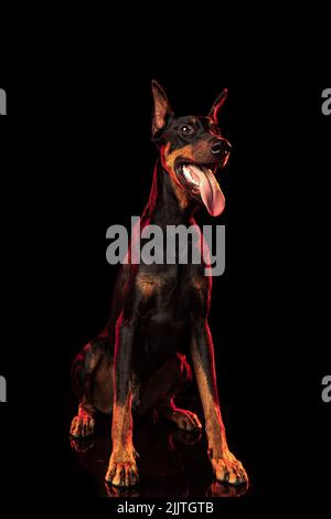 Portrait d'un élégant chien Doberman noir-brun isolé sur fond sombre dans un néon rouge. Concept de beauté, d'art, d'animal, de vétérinaire et d'annonce Banque D'Images