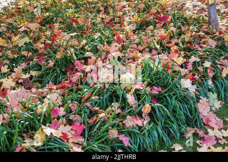 Atcolonne rouge et jaune feuilles d'érable tombé sur la grande herbe verte. Jardinage pendant la saison d'automne. Nettoyage de la pelouse des feuilles. Gros plan Banque D'Images