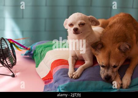 Deux chihuahuas reposent sur un coussin coloré devant le ventilateur, une vague de chaleur, un soin pour les animaux. Banque D'Images