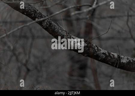 Les branches d'un arbre ancien et sans feuilles sur un arrière-plan flou Banque D'Images