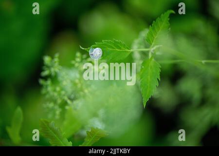 Cliché sélectif d'un escargot blanc sur une feuille Banque D'Images