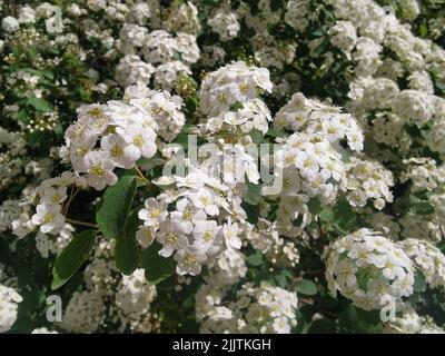 Un gros plan de fleurs de Spiraea vanhouttei (Vanhoutte Spirea) qui poussent dans un jardin Banque D'Images