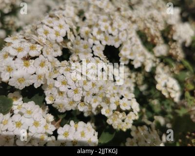 Un gros plan de fleurs de Spiraea vanhouttei (Vanhoutte Spirea) qui poussent dans un jardin Banque D'Images