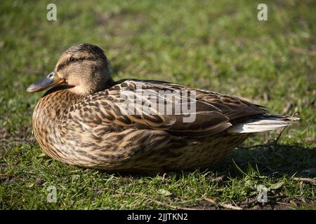 Un gros plan d'un mignon canard colvert perché sur l'herbe sous la lumière du soleil Banque D'Images