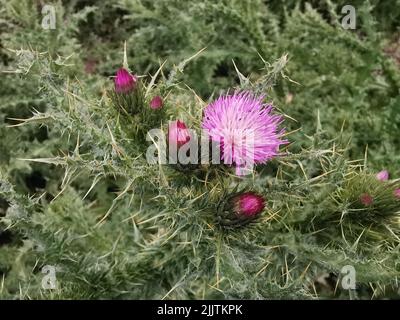 Un gros plan de fleurs de chardon-Marie (Silybum marianum) qui poussent dans un jardin Banque D'Images