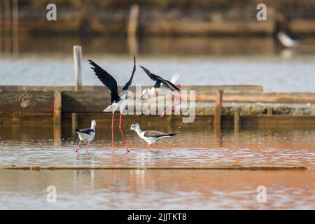 Une belle photo d'oiseaux de marcheur de pilotés et debout autour d'une rivière avec un arrière-plan flou Banque D'Images