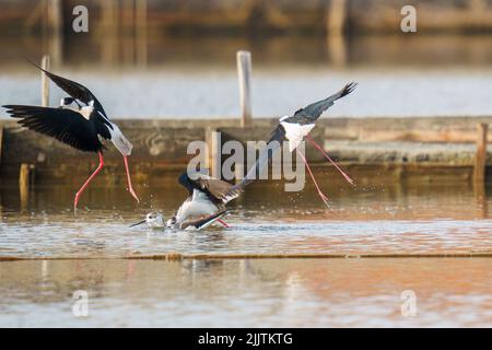 Une belle prise de vue de stilt marcheurs oiseaux volant et recherchant la nourriture de la porte autour d'une rivière avec un arrière-plan flou Banque D'Images