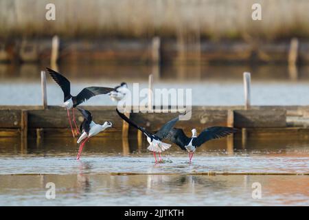 Une belle photo d'oiseaux de marcheur de pilotés et debout autour d'une rivière avec un arrière-plan flou Banque D'Images