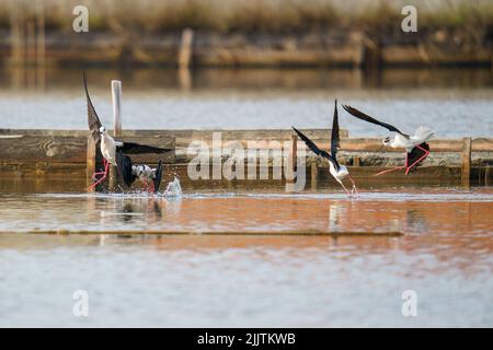 Une belle prise de vue d'oiseaux de marcheurs de pilotés sur une rivière à la recherche de nourriture avec un arrière-plan flou Banque D'Images