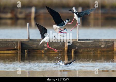 Une belle photo d'oiseaux de marcheur de pilotés et debout autour d'une rivière avec un arrière-plan flou Banque D'Images