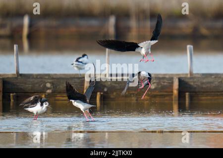 Une belle photo d'oiseaux de marcheur de pilotés et debout autour d'une rivière avec un arrière-plan flou Banque D'Images