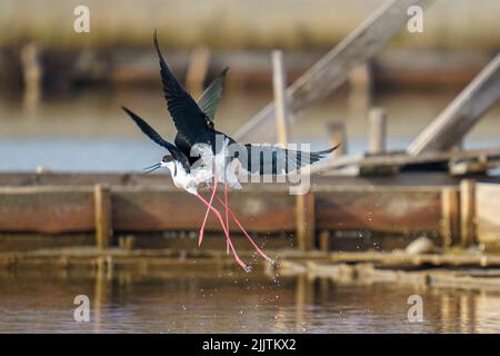 Une belle photo d'oiseaux de marcheur de pilotés ensemble au-dessus d'une rivière avec un arrière-plan flou Banque D'Images