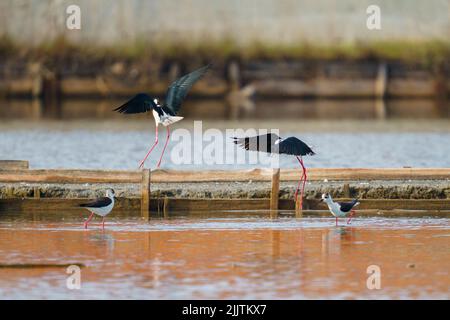 Une belle photo d'oiseaux de marcheur de pilotés et debout autour d'une rivière avec un arrière-plan flou Banque D'Images