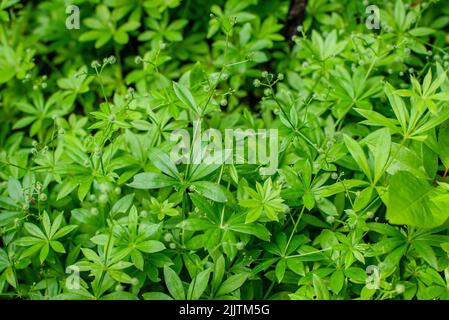 Plante de Woodruff, les feuilles de la plante de Woodruff Banque D'Images