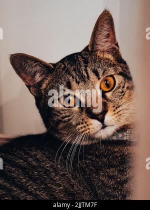 Le chat tabby argenté avec le portrait des yeux jaunes Banque D'Images