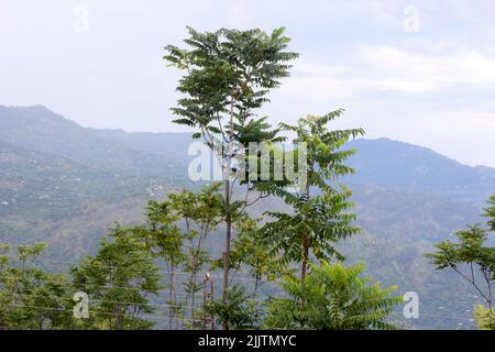 Le vert luxuriant Toona sinensis avec des collines et des vallées en arrière-plan à Aza Cachemire, Pakistan Banque D'Images