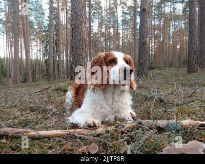 Une photo d'un adorable spaniel de chasse dans la forêt Banque D'Images