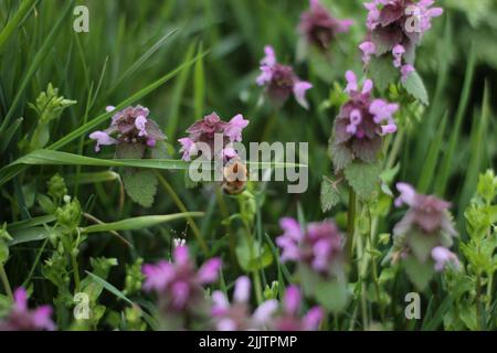 Une abeille collectant le pollen des fleurs violettes sur un pré Banque D'Images