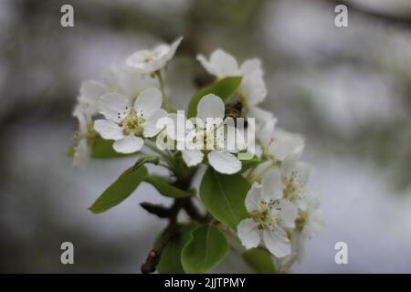 Un cliché sélectif de fleurs blanches sur un arbre Banque D'Images