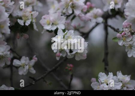 Un cliché sélectif de fleurs blanches sur un arbre Banque D'Images