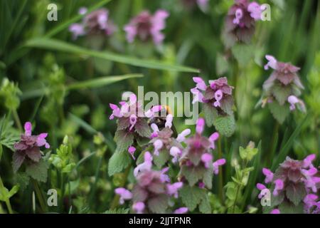 Une abeille la collecte du pollen d'une fleur pourpre Banque D'Images