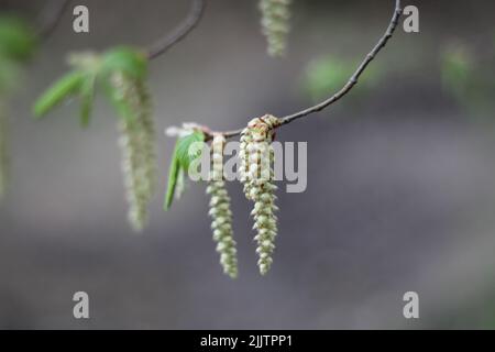 Un cliché sélectif de fleurs mâles d'un charme commun, carpinus betulus Banque D'Images