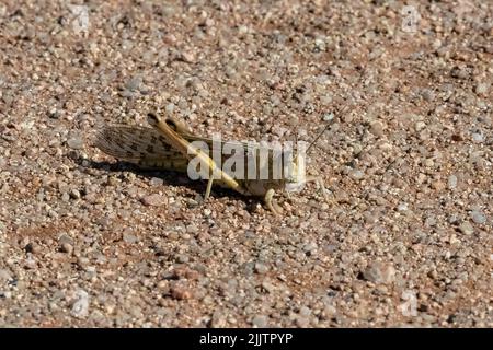 Schistocerca gregaria, un cricket dans le désert du Namib en Namibie Banque D'Images