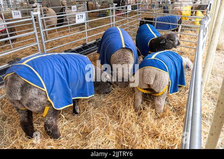 La tente de moutons au New Forest and Hampshire County Show en juillet 2022, Angleterre, Royaume-Uni. Mouton portant des couches de gel de refroidissement Banque D'Images