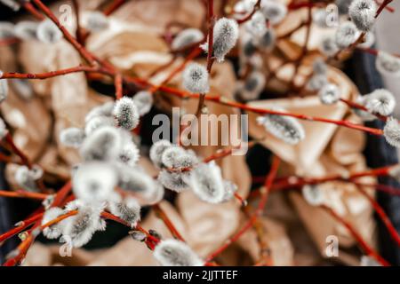 Gros plan des bourgeons de saule moelleux sur les branches d'un arbre Banque D'Images
