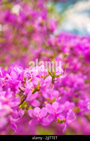 Gros plan vertical des arbustes fleuris roses Alyssum Banque D'Images