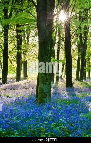 Bluebell Wood, Newbury, Berkshire, Angleterre, Royaume-Uni, Europe Banque D'Images
