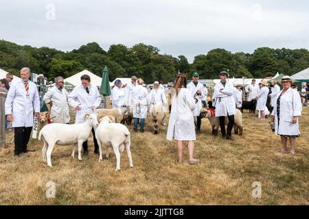 Jury de brebis au New Forest and Hampshire County Show, 27th juillet 2022, Angleterre, Royaume-Uni Banque D'Images