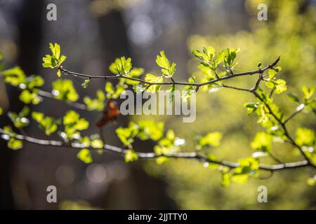 Un gros plan de Crataegus monogyna, feuilles d'aubépine communes sur les branches de l'arbre. Mise au point peu profonde. Banque D'Images