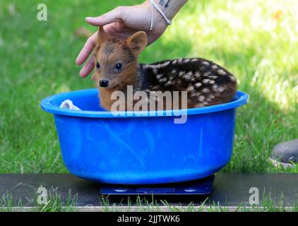 Cologne, Allemagne. 28th juillet 2022. Le sud du pudu 'Alvess', né 17 juillet 2022, est assis dans un plat et pesé au zoo. Le coodus méridional est considéré comme l'une des plus petites espèces de cerfs au monde. Credit: Oliver Berg/dpa/Alay Live News Banque D'Images