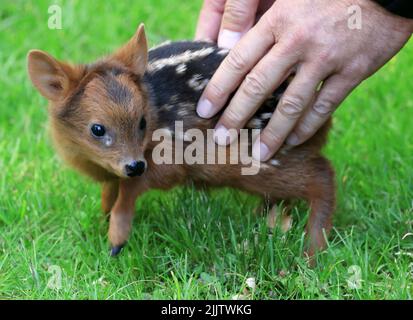 Cologne, Allemagne. 28th juillet 2022. Un zoogardien du zoo accueille le pudu du Sud, 'Alvess', né à 17 juillet 2022. Le coodus méridional est considéré comme l'une des plus petites espèces de cerfs au monde. Credit: Oliver Berg/dpa/Alay Live News Banque D'Images