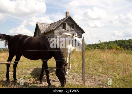 Un deux chevaux, noir et blanc dans un champ près d'une clôture avec une ancienne ferme en bois derrière eux. Banque D'Images