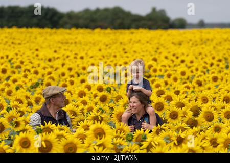 Nicholas Watts (à gauche) avec sa fille Lucy Taylor et son petit-fils Ralph, 3, parmi leur récolte de tournesols qui sont entrés en fleur tôt en raison des températures élevées récentes, à la ferme de la maison de vigne à Deeping Saint Nicholas, près de Spalding, Lincolnshire. On estime que 12 millions de têtes de tournesol remplissent 100 acres de champs, soit l’équivalent de 50 terrains de football, et que la ferme a signalé sa première récolte de tournesol en plus d’une décennie après la vague de chaleur de ce mois-ci. Date de la photo: Jeudi 28 juillet 2022. Banque D'Images