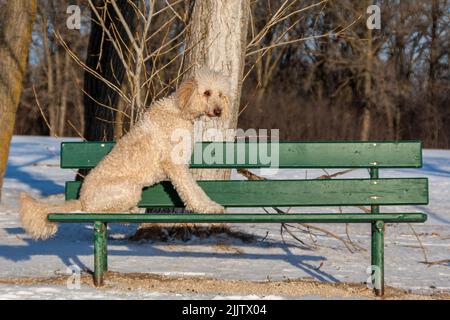 Un grand et mignon petit coolé est assis sur un banc sous le soleil pendant un jour d'hiver Banque D'Images