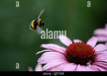 Bumble Bee à la recherche de pollen des fleurs d'Echinacea à proximité dans les jardins de Kew Banque D'Images