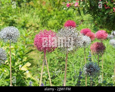 Tige haute fleurs blanches et lavande avec des fleurs rondes pidoes Banque D'Images