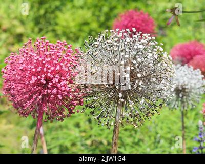 Tige haute fleurs blanches et lavande avec des fleurs rondes pidoes Banque D'Images