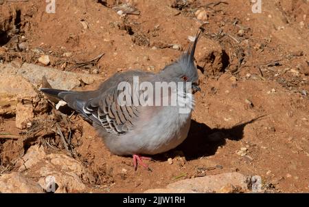 Pigeon à crête alias pigeon à noeud originaire du Queensland, en Australie Banque D'Images