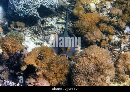 Indonésie Sumbawa - rayon de queue de ribonde en pot dans le récif de corail - Taeniura lymma Banque D'Images