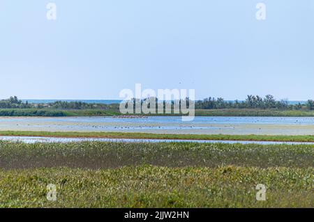 Lagons de Tuzly Amazonia avec beaucoup d'oiseaux dans le Parc naturel national de Tuzly lagons, Ukraine Banque D'Images