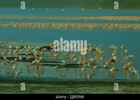 Flamants roses dans le lac Nakuru du Kenya Banque D'Images